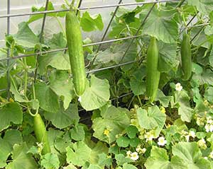 cucumber house