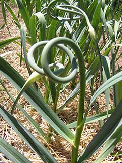 garlic scapes