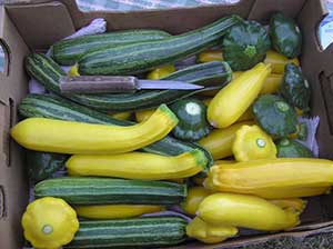 summer squash