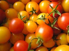 csa tomatoes