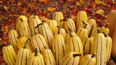 delicata squash