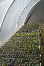 seedlings in the hoop