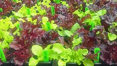 lettuce