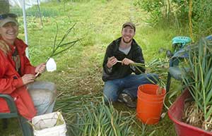 clearning garlic