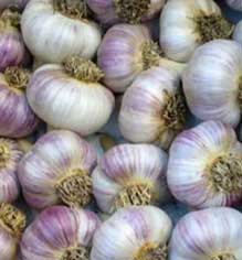 siberian garlic