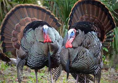 wild turkeys