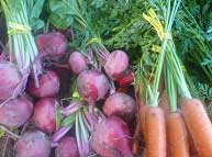 beets and carrots