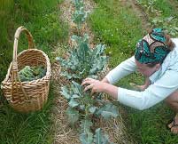 harvesting brocolli