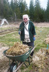 diane mulching garlic