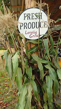 farm stand with corn stalks