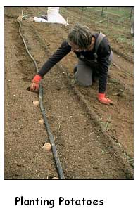 planting potatoes