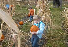 pumpkin harvest