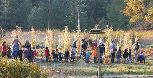 pumpkin harvest