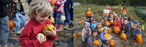 pumpkin harvest