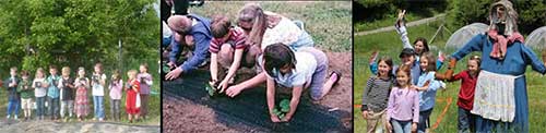 pumpkin planting