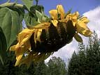 sunflower bowing