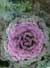 Organic flowers
